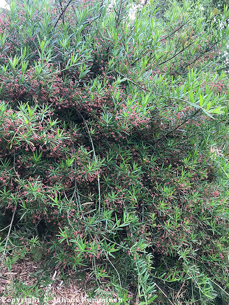 Euonymus nanus var. turkestanicus. kääpiösorvarinpensas